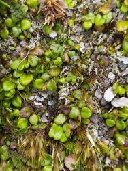 Notogrammitis gunnii. Juvenile plants growing amongst bryophytes and stones.
 Image: A. Kusabs © Te Papa CC BY-NC 3.0 NZ